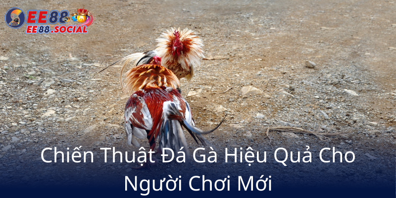 Chien Thuat Da Ga Hieu Qua Cho Nguoi Choi Moi9